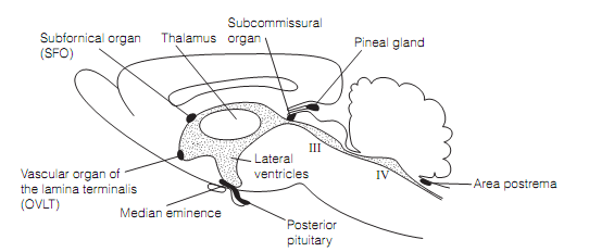 2397_Arginine vasopressin (AvP).png